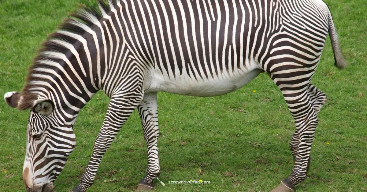 Zebra Screwdriver Guide - Screwdriver FAQ